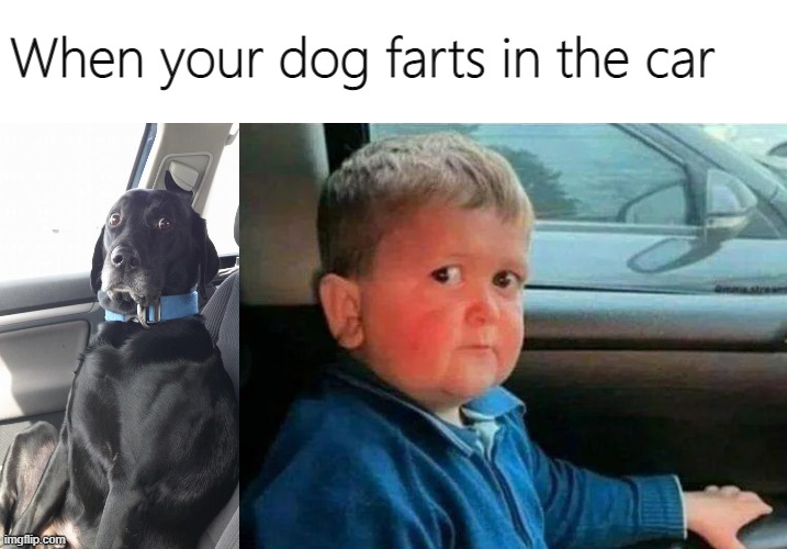  When your dog farts in the car | image tagged in blank white template,hasbulla car | made w/ Imgflip meme maker
