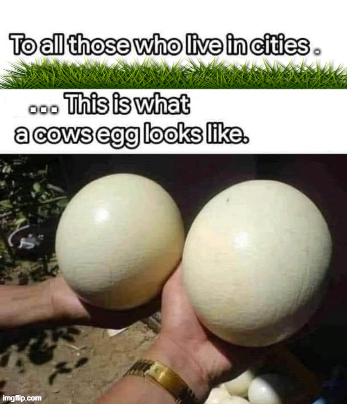 Cow`s Egg | image tagged in basement dweller | made w/ Imgflip meme maker