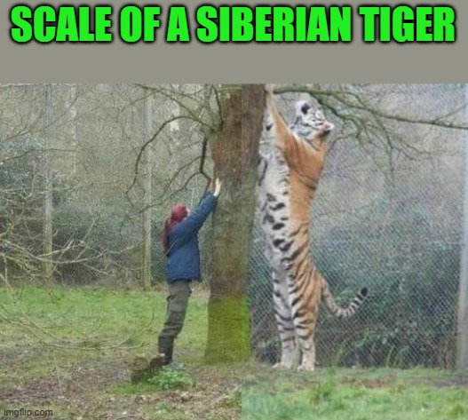 scale of siberian tiger | SCALE OF A SIBERIAN TIGER | image tagged in tiger,human | made w/ Imgflip meme maker