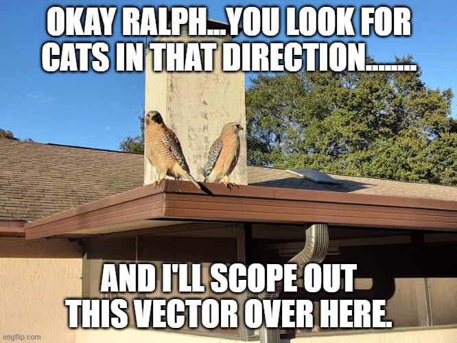 OKAY RALPH...YOU LOOK FOR CATS IN THAT DIRECTION........ AND I'LL SCOPE OUT THIS VECTOR OVER HERE. | made w/ Imgflip meme maker