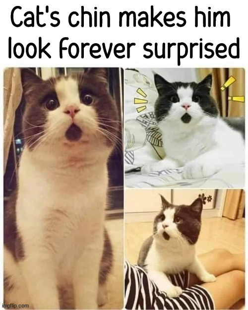 Cat's chin makes him 
look forever surprised | image tagged in cats | made w/ Imgflip meme maker