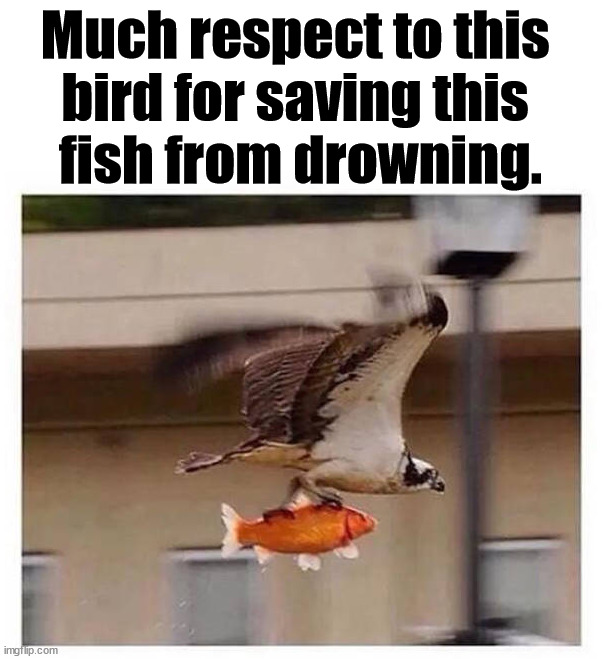Saved | Much respect to this 
bird for saving this 
fish from drowning. | image tagged in drowning,birds,fish | made w/ Imgflip meme maker