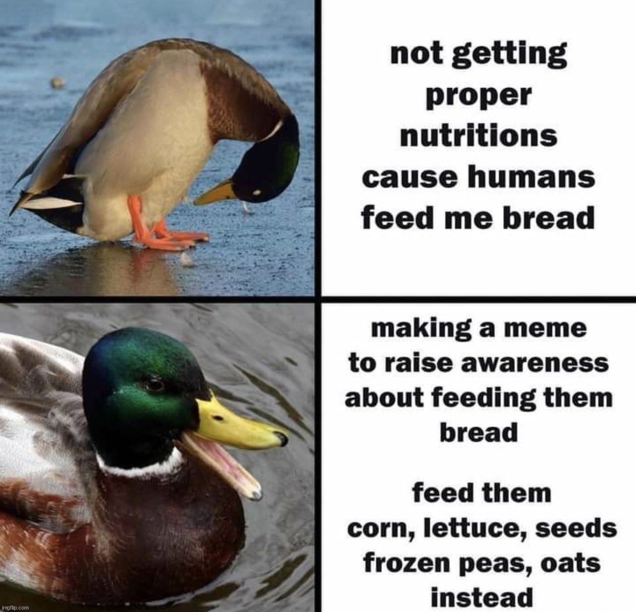image tagged in ducks | made w/ Imgflip meme maker