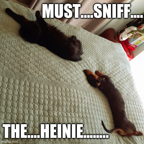Heinie | MUST....SNIFF.... THE....HEINIE........ | image tagged in heinie,dogs,cats,sniff | made w/ Imgflip meme maker
