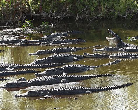 Alligators Blank Meme Template