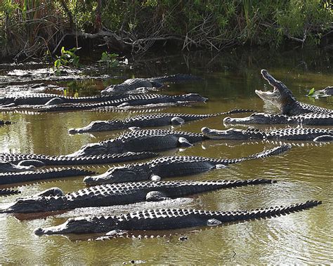 High Quality Alligators Blank Meme Template