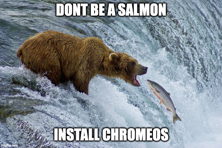 Bear catching salmon | DONT BE A SALMON; INSTALL CHROMEOS | image tagged in bear catching salmon | made w/ Imgflip meme maker