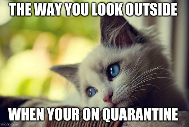 First World Problems Cat |  THE WAY YOU LOOK OUTSIDE; WHEN YOUR ON QUARANTINE | image tagged in memes,first world problems cat | made w/ Imgflip meme maker