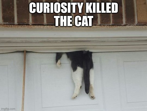 curiosity killed the cat | CURIOSITY KILLED
THE CAT | image tagged in memes | made w/ Imgflip meme maker