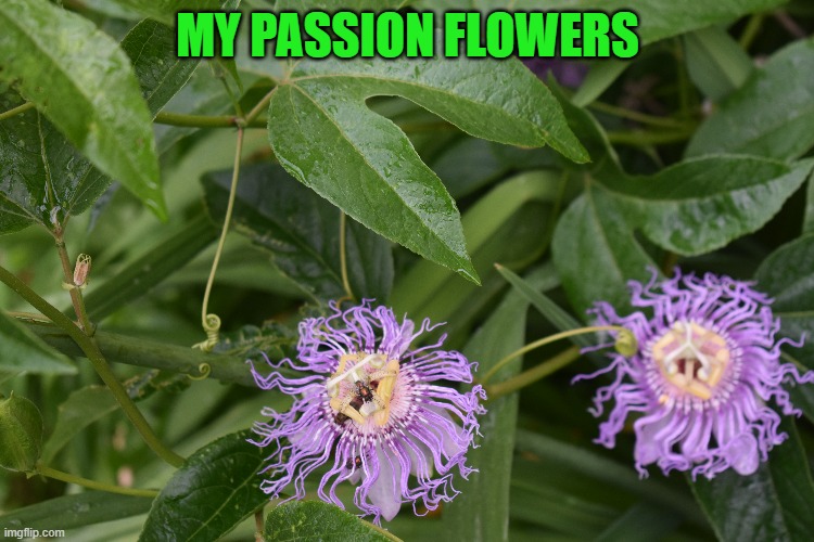 MY PASSION FLOWERS | made w/ Imgflip meme maker