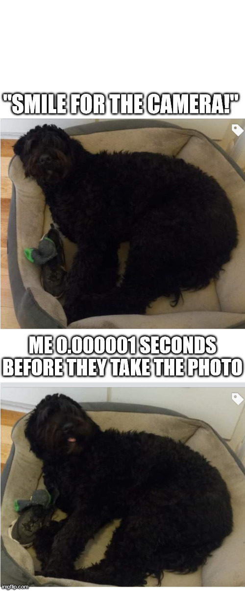 "Smile!" | "SMILE FOR THE CAMERA!"; ME 0.000001 SECONDS BEFORE THEY TAKE THE PHOTO | image tagged in before work vs five minutes in and seeing your friends | made w/ Imgflip meme maker