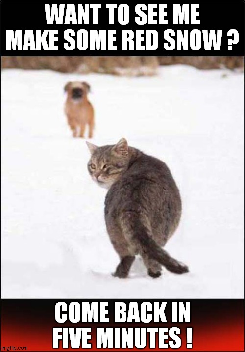 Cat Vs Dog On The Snow ! | WANT TO SEE ME MAKE SOME RED SNOW ? COME BACK IN FIVE MINUTES ! | image tagged in cats,dogs,there will be blood | made w/ Imgflip meme maker