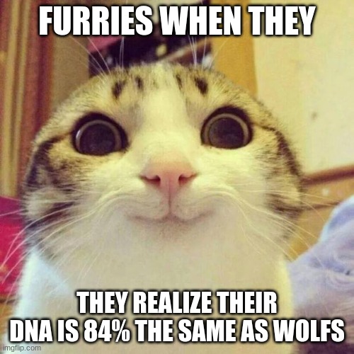 furry cringe | FURRIES WHEN THEY; THEY REALIZE THEIR DNA IS 84% THE SAME AS WOLFS | image tagged in memes,smiling cat | made w/ Imgflip meme maker