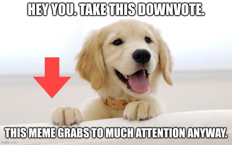 Hey you. Waste your time on this. | HEY YOU. TAKE THIS DOWNVOTE. THIS MEME GRABS TO MUCH ATTENTION ANYWAY. | image tagged in cute dog idiot | made w/ Imgflip meme maker