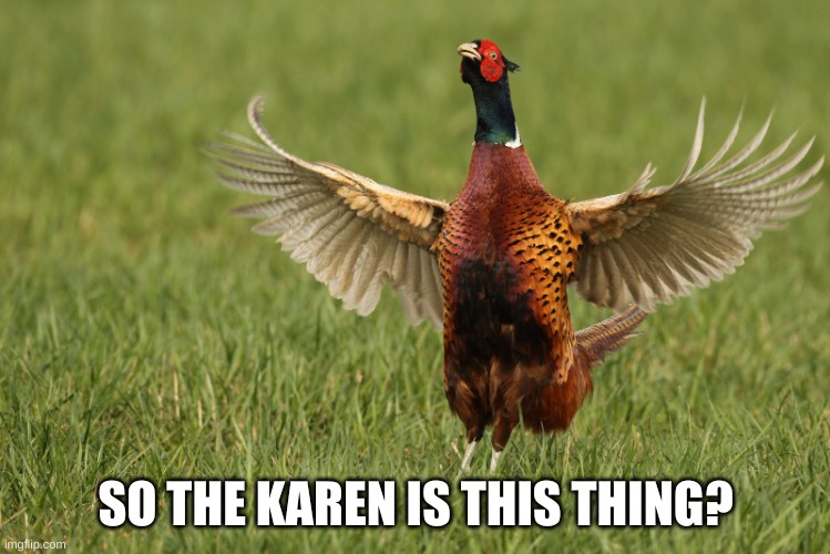 Pheasant | SO THE KAREN IS THIS THING? | image tagged in pheasant | made w/ Imgflip meme maker