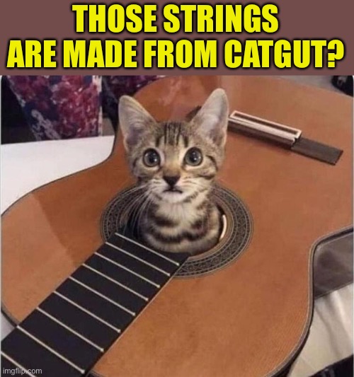 Not the best place to hide apparently. | THOSE STRINGS ARE MADE FROM CATGUT? | image tagged in cats,guitar,memes,funny | made w/ Imgflip meme maker