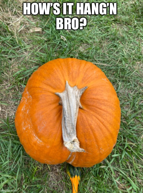 How’s it hanging |  HOW’S IT HANG’N 
BRO? | image tagged in bro,dick,limp,pumpkin,halloween | made w/ Imgflip meme maker
