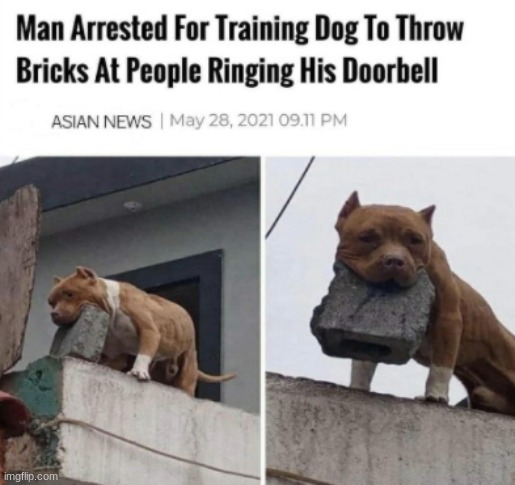 Brick Throwing Doggo | image tagged in brick throwing doggo | made w/ Imgflip meme maker