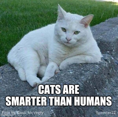 Feta | CATS ARE SMARTER THAN HUMANS | image tagged in feta,cats,stupid people,the most interesting cat in the world,genius | made w/ Imgflip meme maker