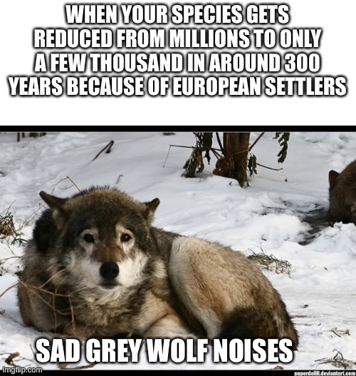 Poor grey wolves, getting killed because of some stupid fariy tales |  WHEN YOUR SPECIES GETS REDUCED FROM MILLIONS TO ONLY A FEW THOUSAND IN AROUND 300 YEARS BECAUSE OF EUROPEAN SETTLERS; SAD GREY WOLF NOISES | image tagged in sad wolf,history memes,memes,wolves | made w/ Imgflip meme maker