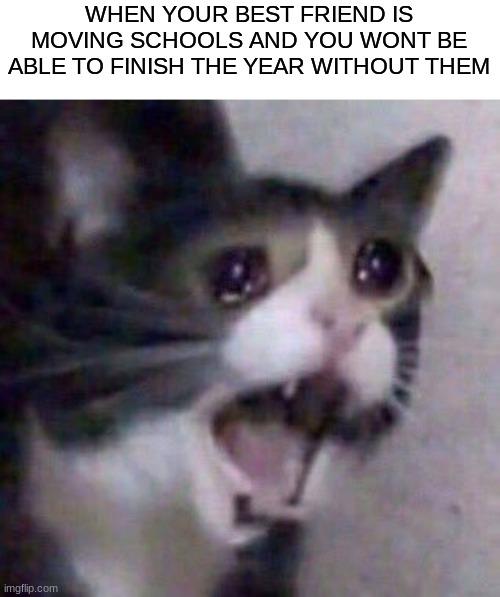 NOOOOOOOOOO | WHEN YOUR BEST FRIEND IS MOVING SCHOOLS AND YOU WONT BE ABLE TO FINISH THE YEAR WITHOUT THEM | image tagged in sad cat,sadge,smh,nooo why | made w/ Imgflip meme maker