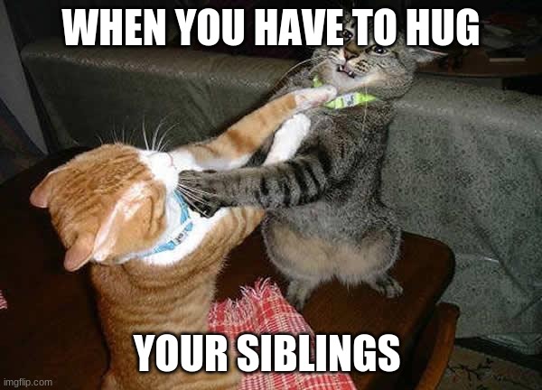 Two cats fighting for real |  WHEN YOU HAVE TO HUG; YOUR SIBLINGS | image tagged in two cats fighting for real | made w/ Imgflip meme maker