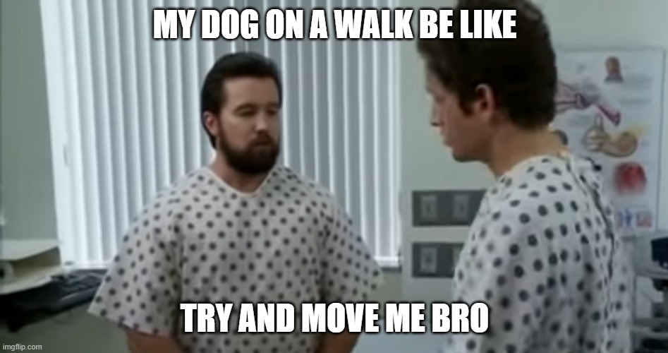 Try and Move me Bro | MY DOG ON A WALK BE LIKE; TRY AND MOVE ME BRO | image tagged in new template,its always sunny in philidelphia | made w/ Imgflip meme maker
