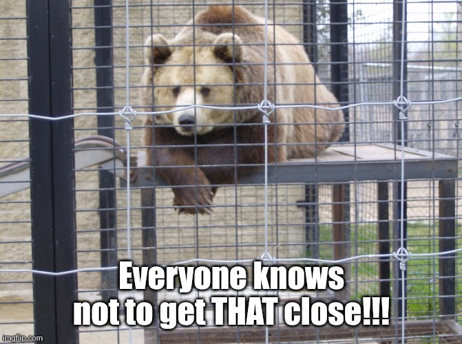 Captive Bear | Everyone knows not to get THAT close!!! | image tagged in captive bear | made w/ Imgflip meme maker