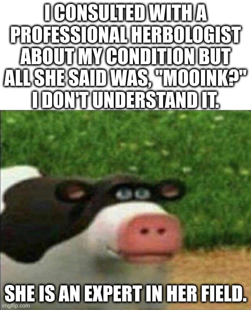 Always consult with experts | I CONSULTED WITH A PROFESSIONAL HERBOLOGIST ABOUT MY CONDITION BUT ALL SHE SAID WAS, "MOOINK?"
I DON'T UNDERSTAND IT. SHE IS AN EXPERT IN HER FIELD. | image tagged in perhaps cow | made w/ Imgflip meme maker