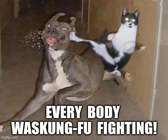 kung-fu kat | EVERY  BODY  WASKUNG-FU  FIGHTING! | image tagged in cats | made w/ Imgflip meme maker