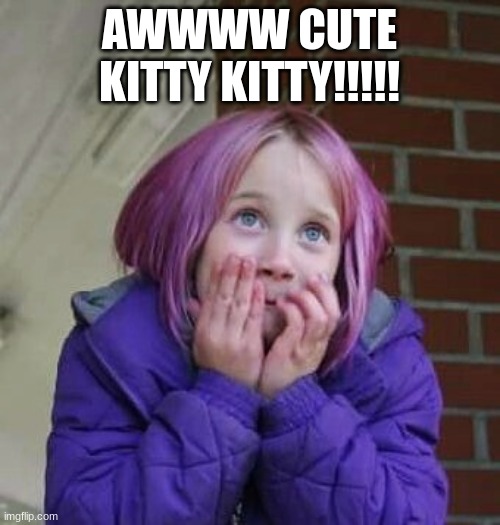 So Cute | AWWWW CUTE KITTY KITTY!!!!! | image tagged in so cute | made w/ Imgflip meme maker