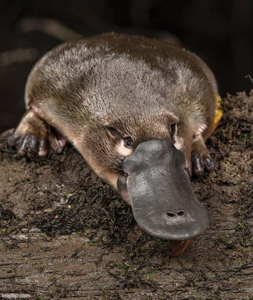 no context | image tagged in platypus,no context | made w/ Imgflip meme maker