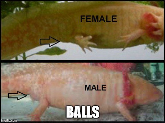 BALLS | made w/ Imgflip meme maker