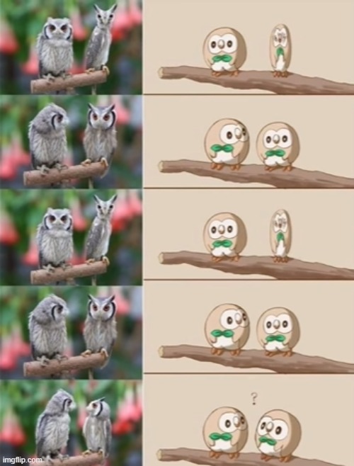 Lol | image tagged in rowlet | made w/ Imgflip meme maker