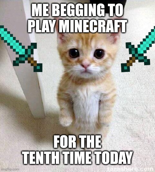 Cute Cat | ME BEGGING TO PLAY MINECRAFT; FOR THE TENTH TIME TODAY | image tagged in memes,cute cat | made w/ Imgflip meme maker