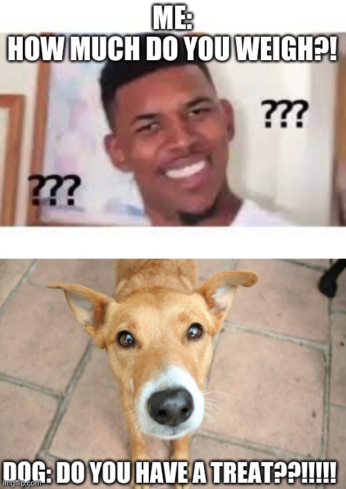 Do u have a treat? | ME:
HOW MUCH DO YOU WEIGH?! DOG: DO YOU HAVE A TREAT??!!!!! | image tagged in funny,funny meme,funny dogs | made w/ Imgflip meme maker