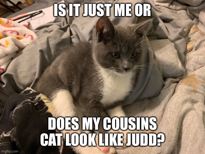 IS IT JUST ME OR; DOES MY COUSINS CAT LOOK LIKE JUDD? | made w/ Imgflip meme maker
