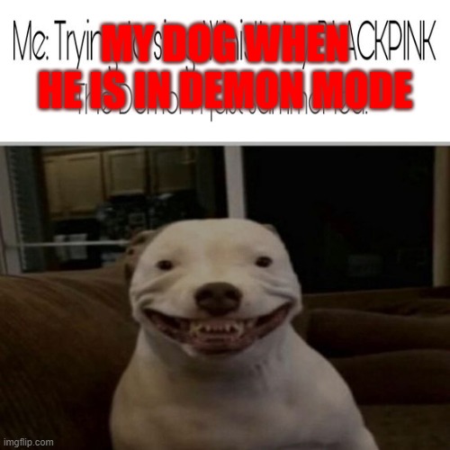 Demon Dog | MY DOG WHEN HE IS IN DEMON MODE | image tagged in demon dog | made w/ Imgflip meme maker