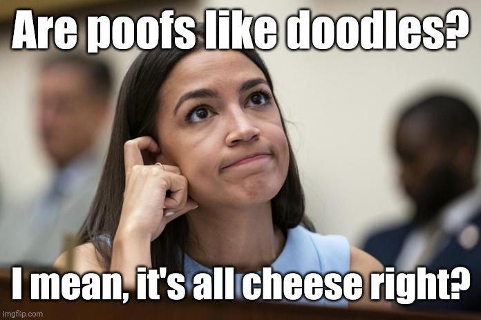 aoc Scratches her empty head | Are poofs like doodles? I mean, it's all cheese right? | image tagged in aoc scratches her empty head | made w/ Imgflip meme maker