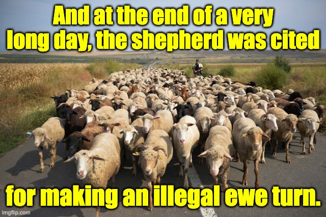 Ewe | And at the end of a very long day, the shepherd was cited; for making an illegal ewe turn. | image tagged in bad pun | made w/ Imgflip meme maker