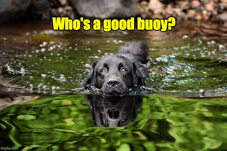 Buoy | Who's a good buoy? | image tagged in bad pun | made w/ Imgflip meme maker