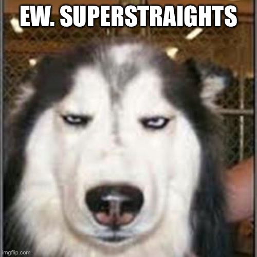 original pissed off husky | EW. SUPERSTRAIGHTS | image tagged in original pissed off husky | made w/ Imgflip meme maker