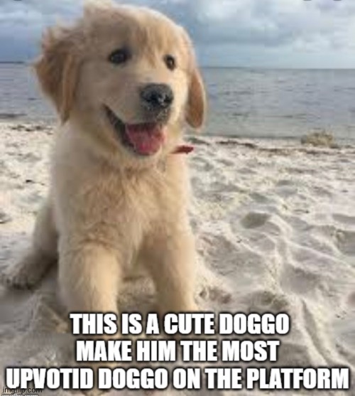 image tagged in doggo,upvote | made w/ Imgflip meme maker