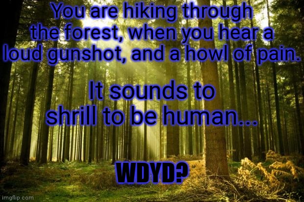 No joke ocs pls | You are hiking through the forest, when you hear a loud gunshot, and a howl of pain. It sounds to shrill to be human... WDYD? | image tagged in sunlit forest | made w/ Imgflip meme maker