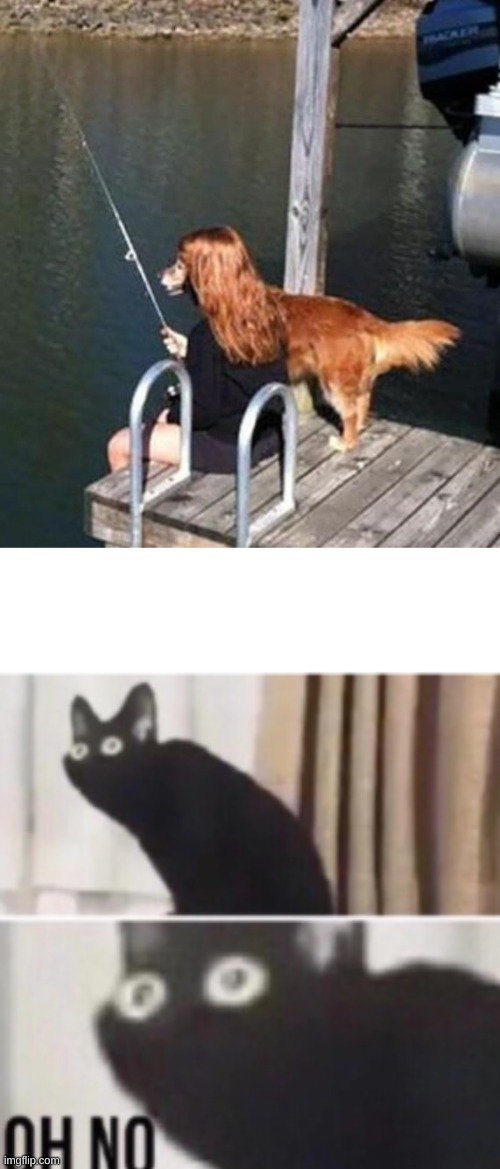 Oh dear | image tagged in oh no cat,funny,funny memes,memes,illusion 100 | made w/ Imgflip meme maker