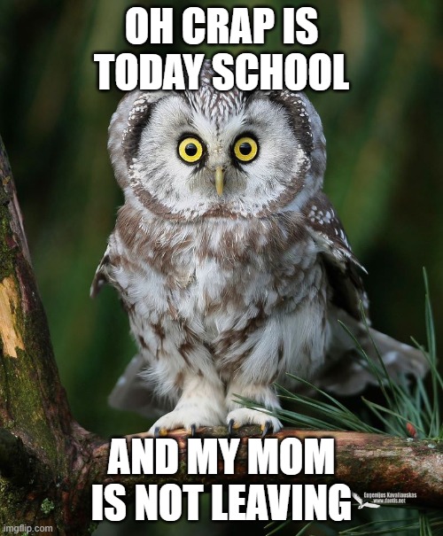 Owl | OH CRAP IS TODAY SCHOOL; AND MY MOM IS NOT LEAVING | image tagged in owl | made w/ Imgflip meme maker