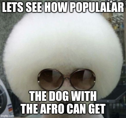 the dogfro | LETS SEE HOW POPULALAR; THE DOG WITH THE AFRO CAN GET | image tagged in dog,afro,dogfro | made w/ Imgflip meme maker
