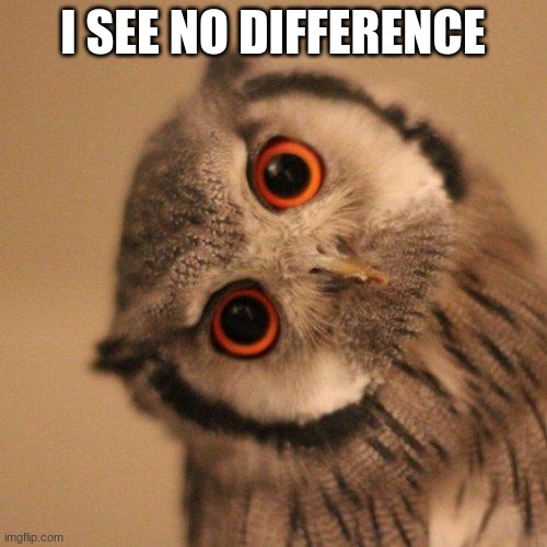 inquisitve owl | I SEE NO DIFFERENCE | image tagged in inquisitve owl | made w/ Imgflip meme maker