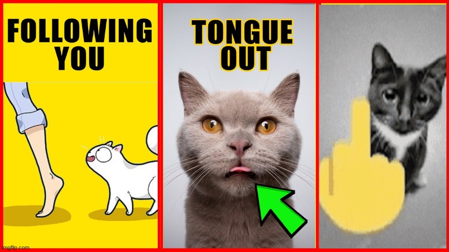 Top 10 ODD cat behaviors? | made w/ Imgflip meme maker