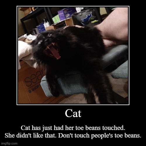 Cat | Cat | Cat has just had her toe beans touched. She didn't like that. Don't touch people's toe beans. | image tagged in funny,demotivationals | made w/ Imgflip demotivational maker